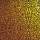 Textura - Tigre